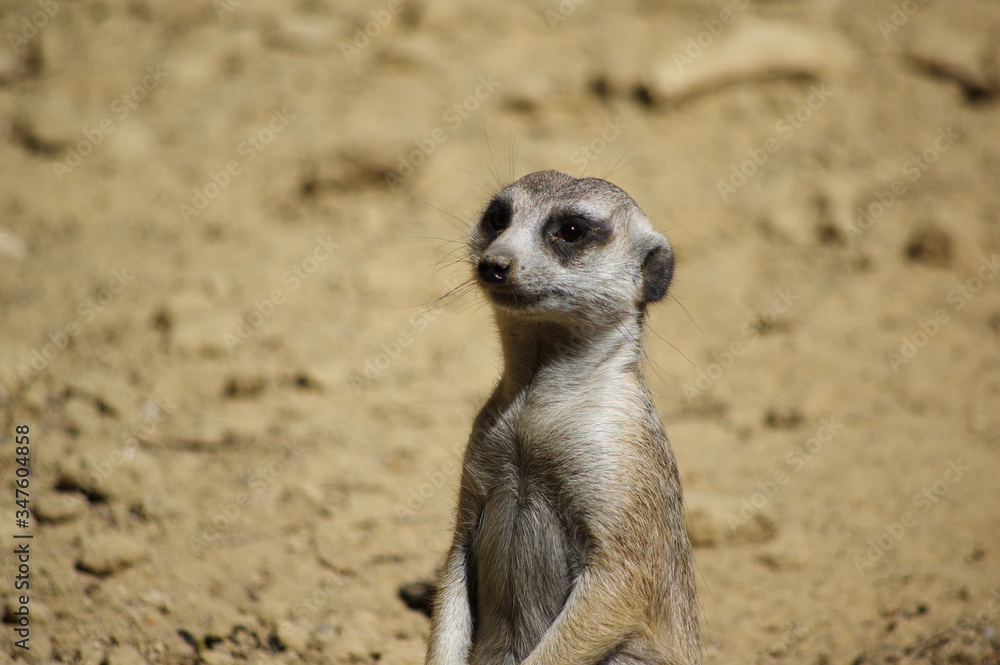 Fototapeta premium meerkat on guard