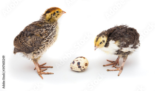 baby quail birds and egg isolated on white background © Ioan Panaite