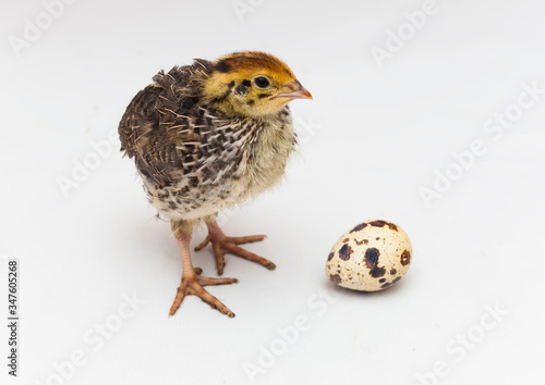 baby quail bird and egg isolated on white background © Ioan Panaite