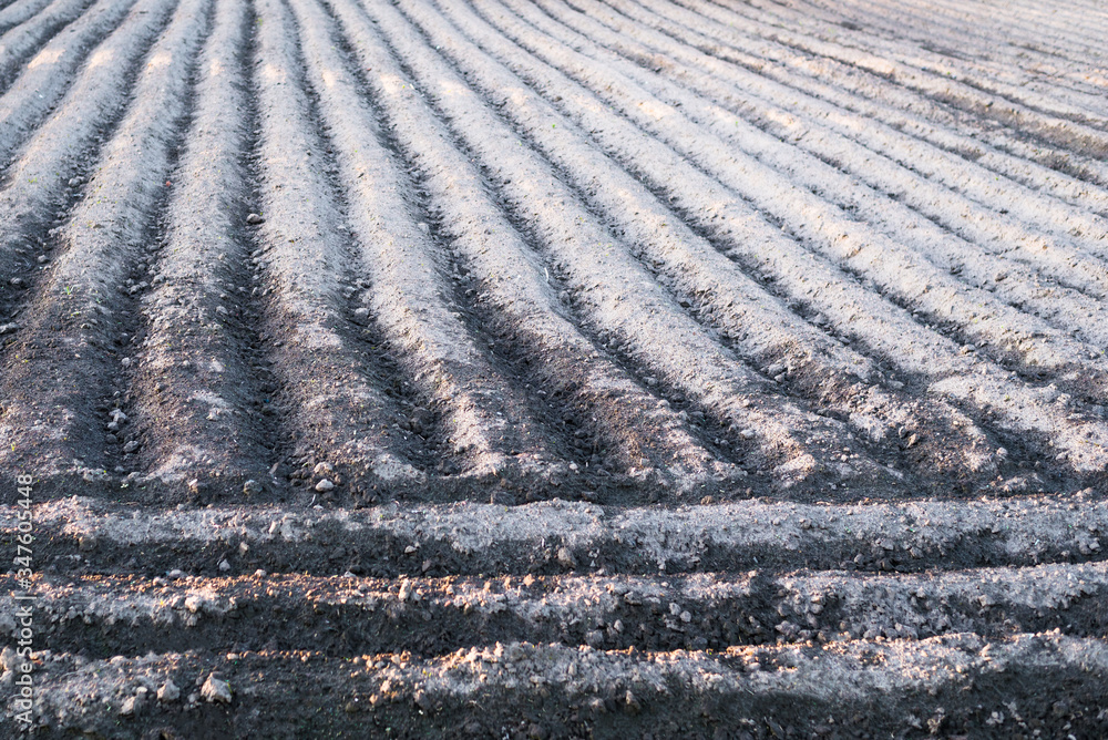 Furrows in the field. Parallel lines on a planted potato garden.