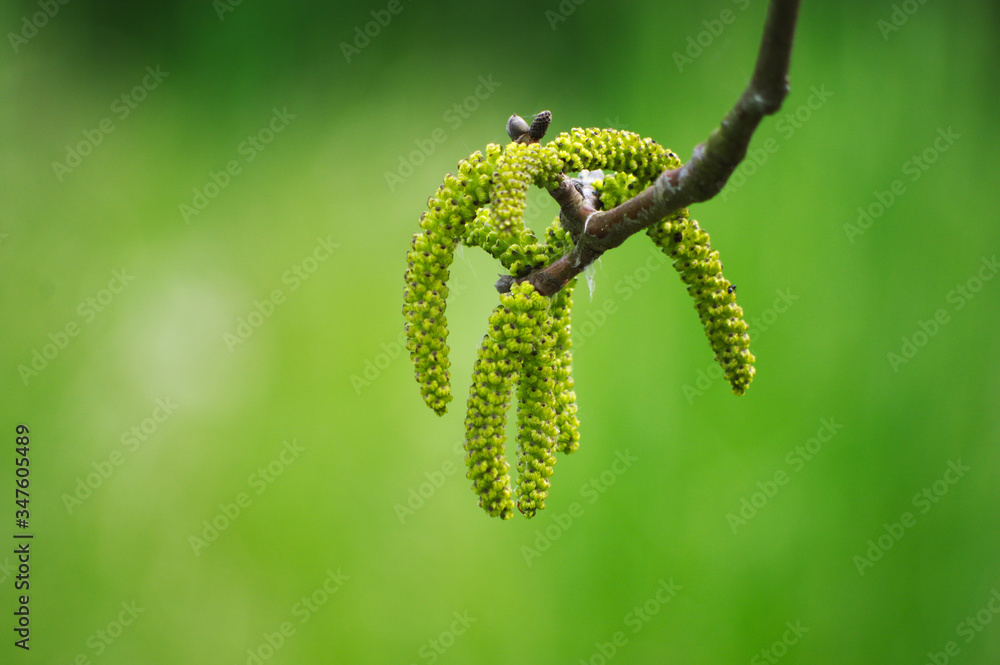 Walnut tree in sunny May. Walnut tree in sunny May.