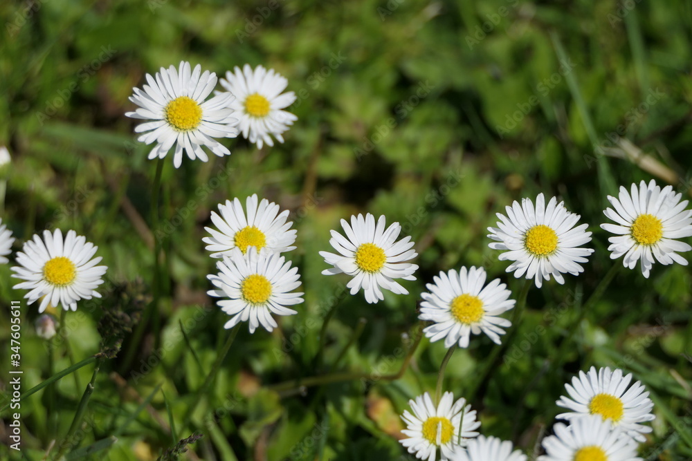 Cheerful summer meadow with marguerites called daisies Cheerful summer meadow with marguerites called daisies