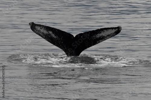 Humpback Whale Tail Fin © Marc
