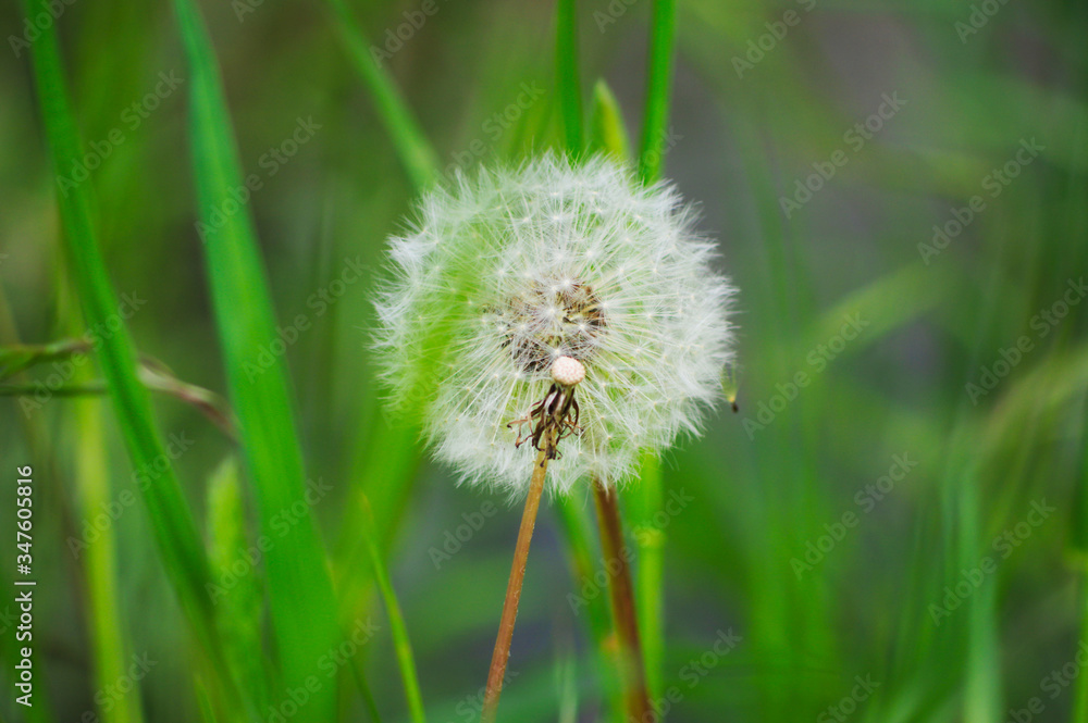 Fototapeta premium dandelion in the grass