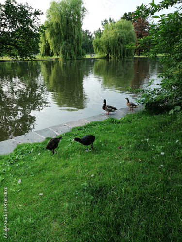 Birds in Prague photo