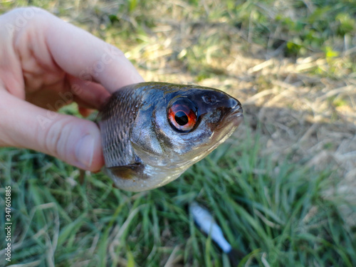 Photograph of the fishing process. Rudd fish. Catching a rudd on a lake.