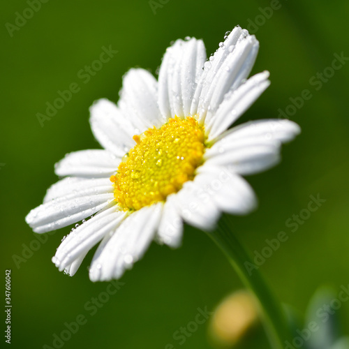 Kamille bl  ht im Fr  hling und Sommer im Garten