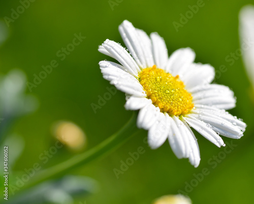 Kamille bl  ht im Fr  hling und Sommer im Garten