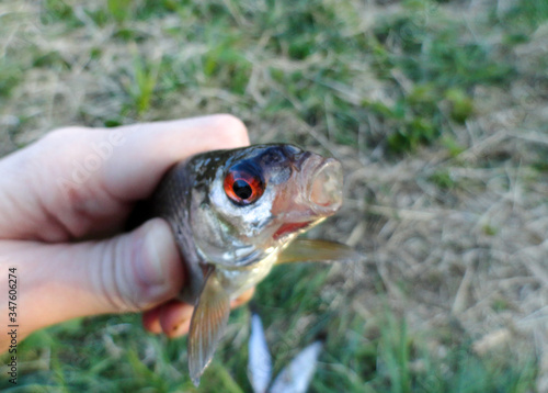 Photograph of the fishing process. Rudd fish. Catching a rudd on a lake.