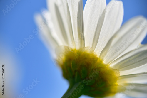 Obraz na plátne Kamille blüht im Frühling und Sommer im Garten, Gegenlicht
