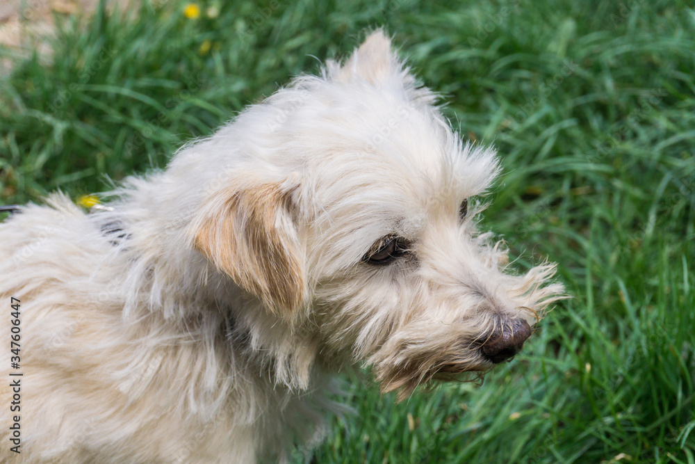 Portrait of a little White Terrier. Dog walking on the grass outdoors. Concept: veterinary, canine, kennel. Adorable Maltese Mix Breed Dog looking off to the side. Dog waiting owner on the street