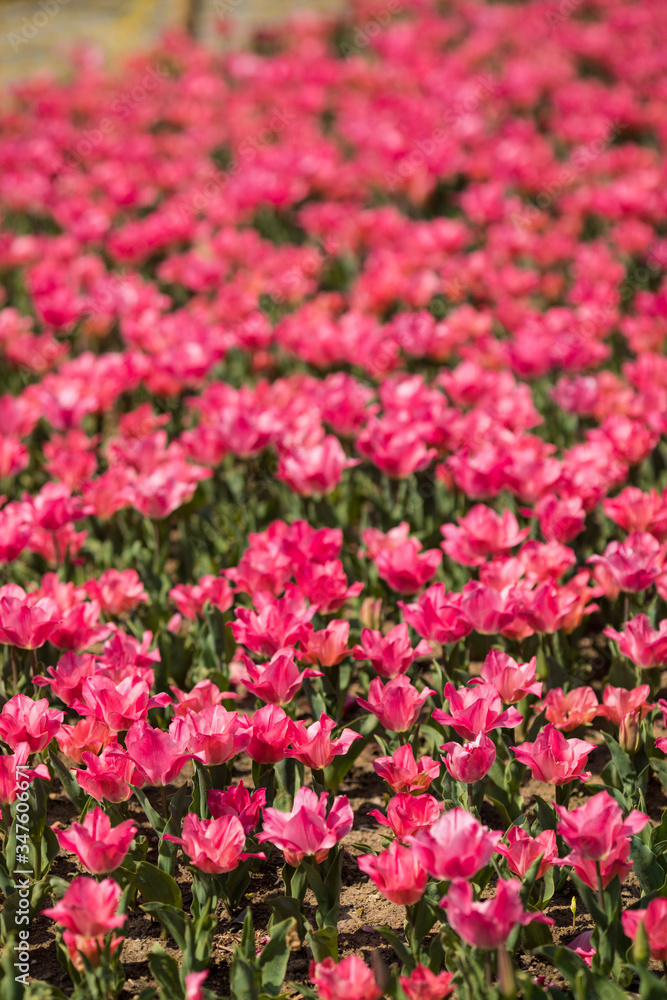 pink tulips bloom in the garden