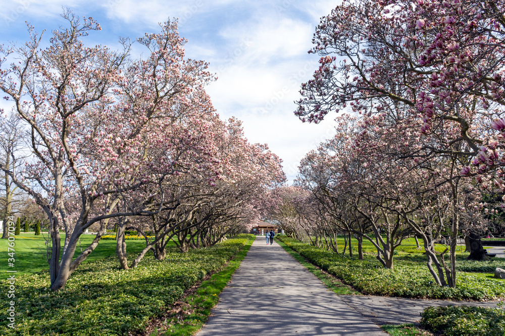 Naklejka premium Magnolia walk in spring at Niagara Falls, Canada.
