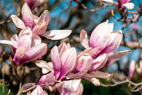 Close up of beautiful pink flowers of a saucer magnolia or magnolia soulangeana.