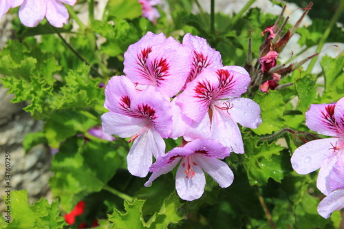 Raindrops on a pelargonium geranium plant's blooming flower in a garden. Shallow depth of field photo