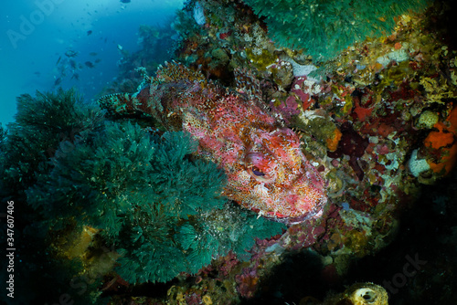 Northland scorpionfish, Scorpaena cardinalis, sits on a rocky outcropping in the South Pacific Ocean off New Zealand, Poor Knights Marine Preserve. © Tiffany