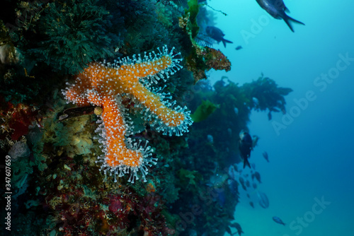 Orange finger sponge, Raspailia topsenti, growing at the Poor Knights Islands marine preserve of the South Pacific Ocean off New Zealand.