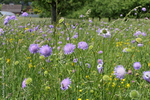 Cheerful meadow with bluebuttons
