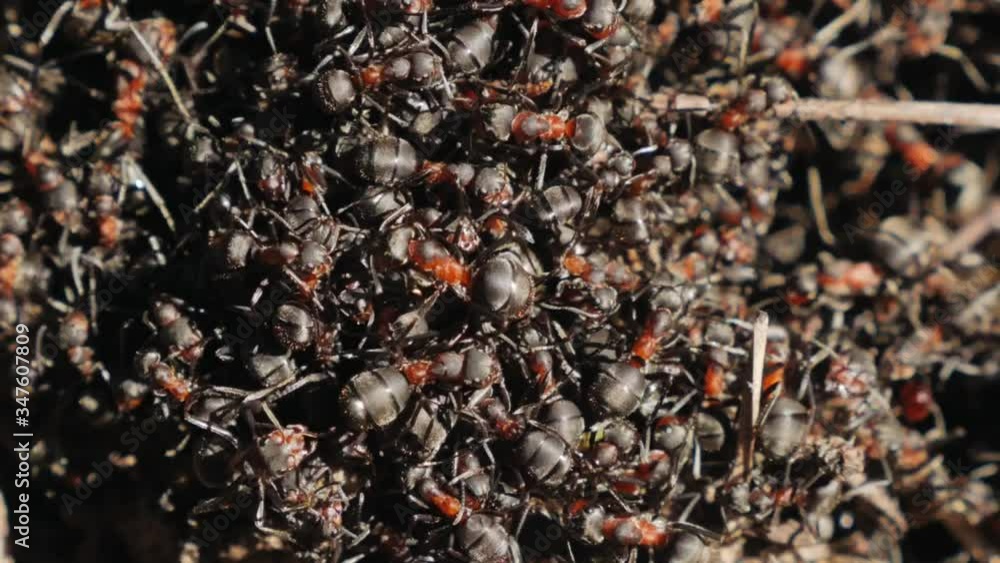 Anthill with red wood ants in spring close up. macro Anthill with red wood ants in spring close up. macro