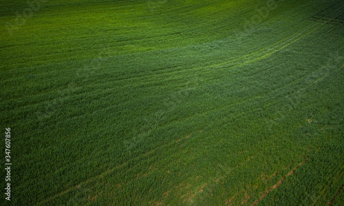 Aerial view on  green field from drone © Ruslan