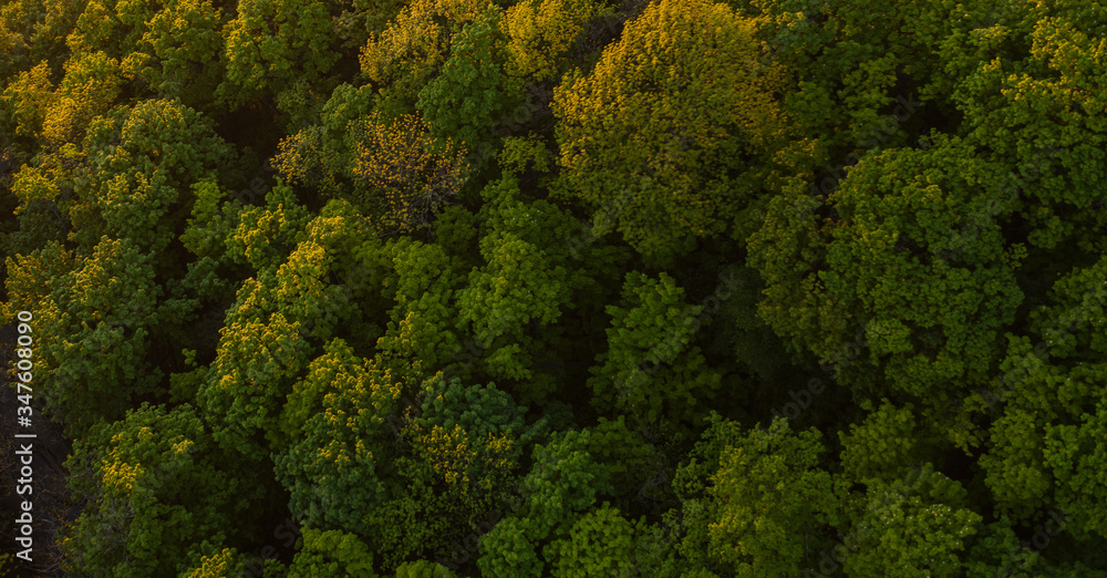 Aerial view on  forest from drone