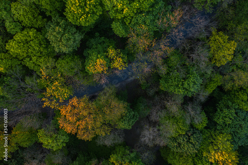 Aerial view on forest from drone