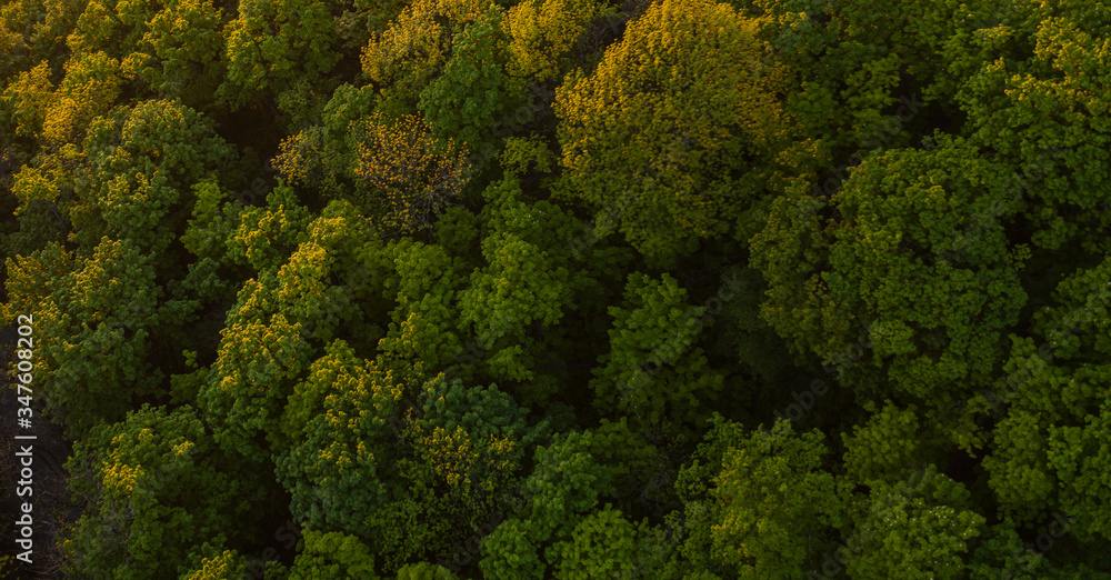 Aerial view on  forest from drone