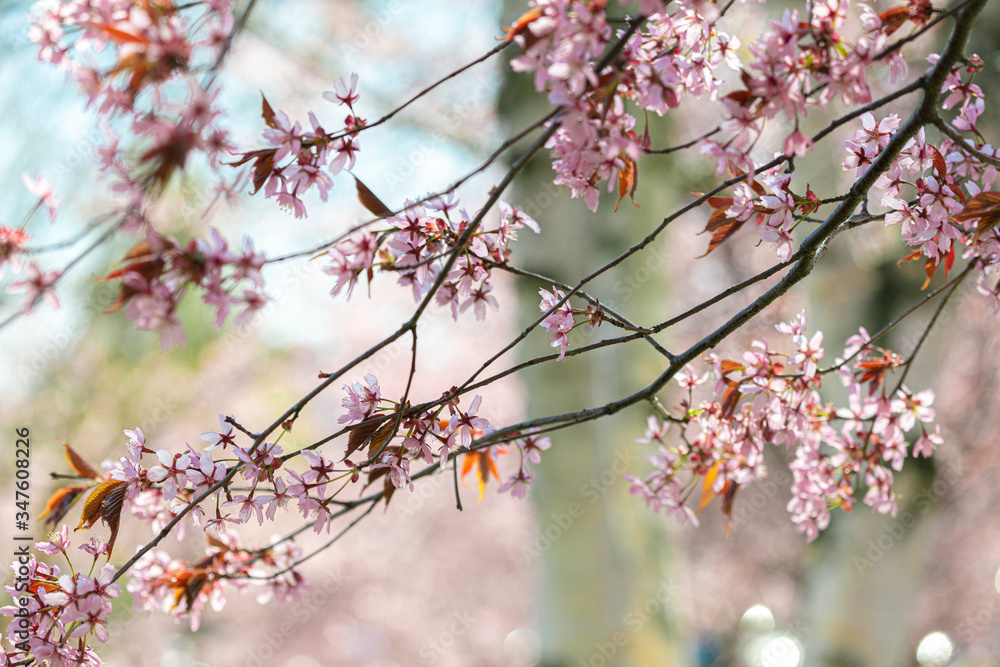 Branches of blooming sarura, photo with soft focus on a background of gentle blue sky and greenery.
Beautiful pink and blue background for text.
Floral nature spring abstract background.
Delicate pink Branches of blooming sarura, photo with soft focus on a background of gentle blue sky and greenery.
Beautiful pink and blue background for text.
Floral nature spring abstract background.
Delicate pink