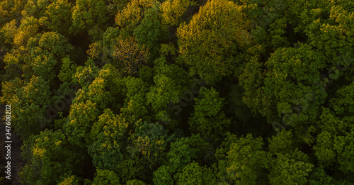 Aerial view on forest from drone