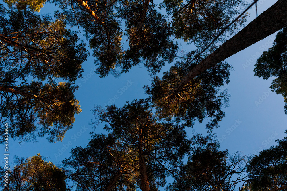 Fototapeta premium Crowns