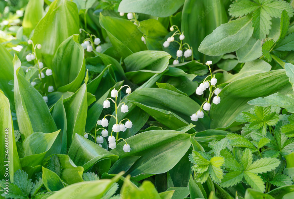 Fototapeta premium Lily of the valley