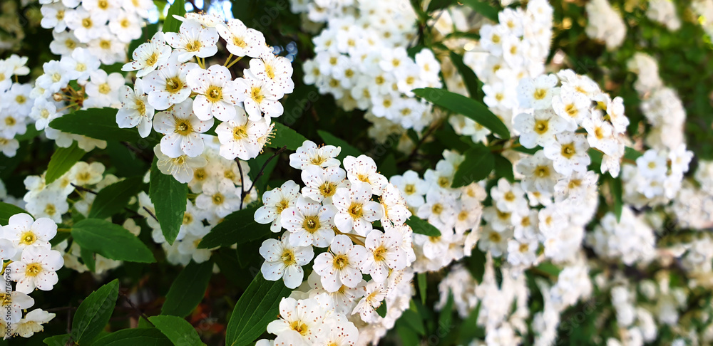 White flowers of Spirea on a bush. Panorama. White flowers of Spirea on a bush. Panorama.