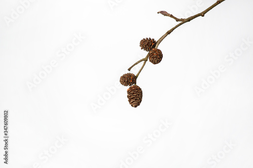 A lone branch with cones
