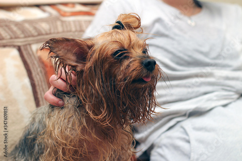 A wet Yorkshire terrier with its tongue hanging out is sitting next to the owner. A human hand strokes a small dog after bathing.