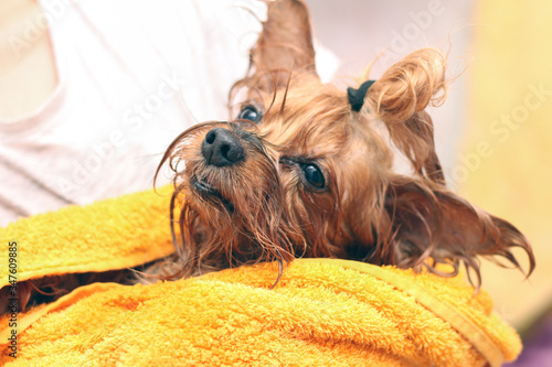 Wet Yorkshire Terrier with its tongue hanging out wrapped in a yellow towel. Small dog after bathing in the owner’s hands