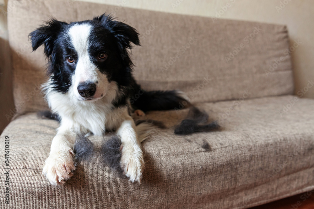 Funny portrait of cute puppy dog border collie with fur in moulting lying down on couch. Furry little dog and wool in annual spring or autumn molt at home indoor. Pet hygiene allergy grooming concept. Funny portrait of cute puppy dog border collie with fur in moulting lying down on couch. Furry little dog and wool in annual spring or autumn molt at home indoor. Pet hygiene allergy grooming concept.