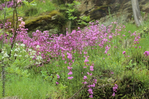 purple flowers in the meadow
