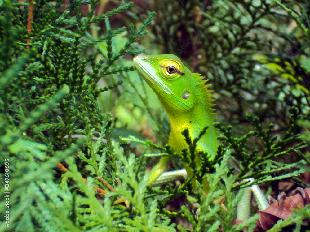 Green Chameleon Green Chameleon