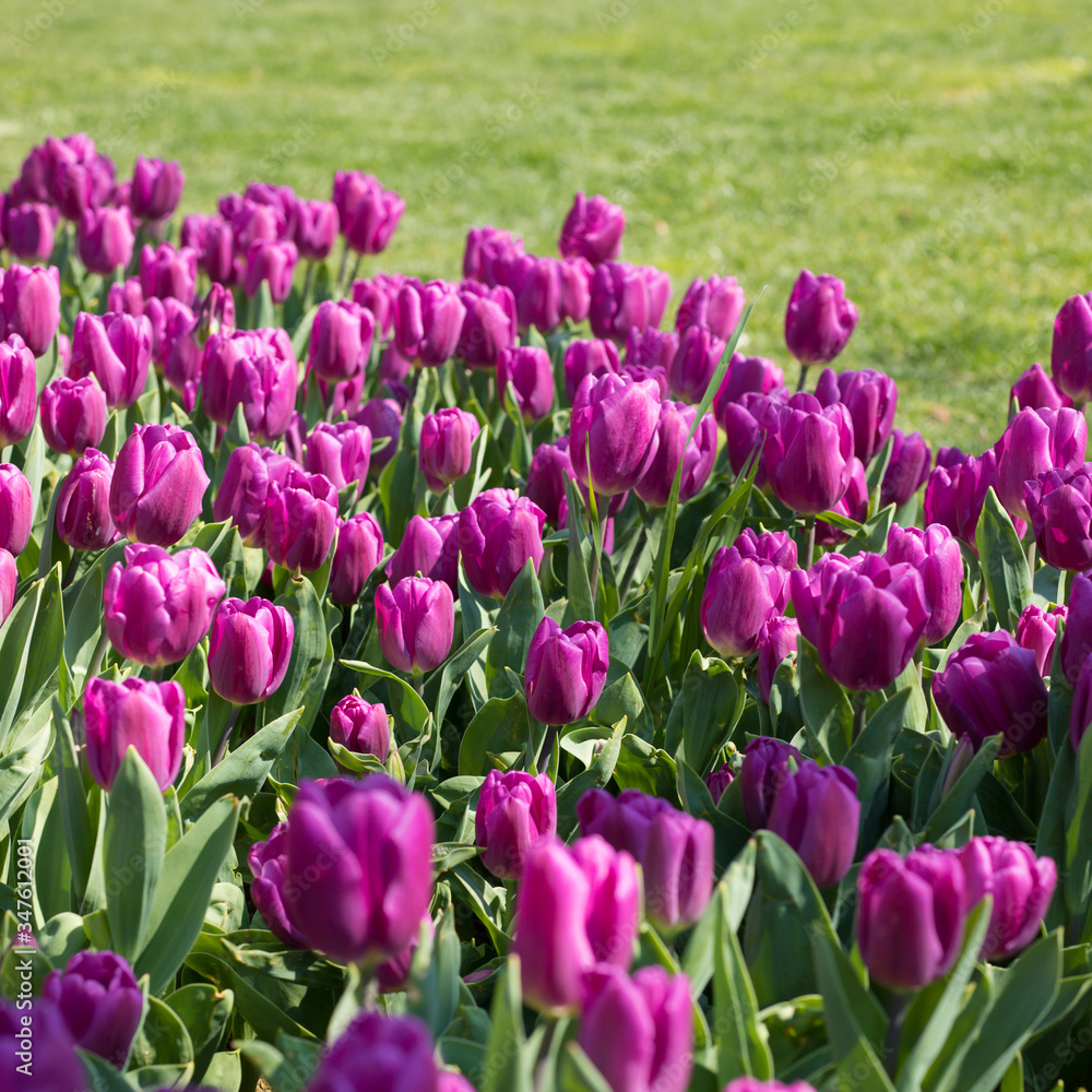 field of purple tulips. Holland is the birthplace of tulips. field of purple tulips. Holland is the birthplace of tulips.