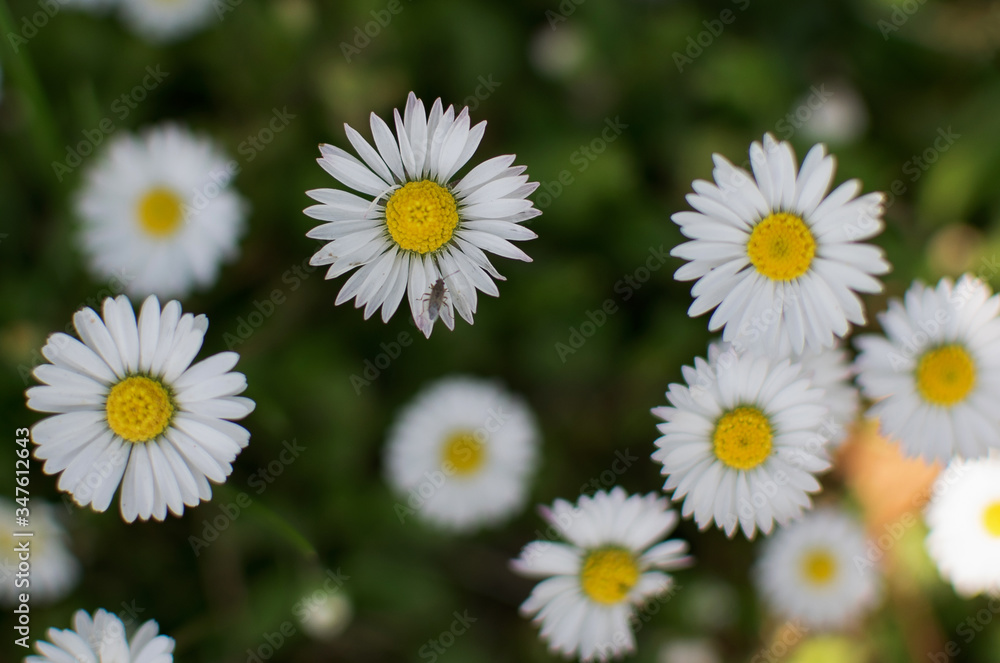white flowers in the field. Chamomile flowers on the meadow. white flowers in the field. Chamomile flowers on the meadow.