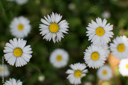 white flowers in the field. Chamomile flowers on the meadow.