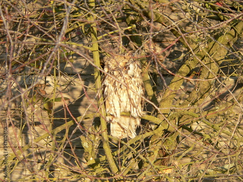 Long-eared owl (Asio otus), also known as the northern long-eared owl or, more informally, as the lesser horned owl or cat owl photo