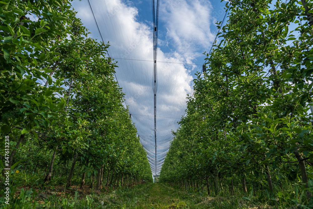 Fototapeta premium Apple orchards in the municipality of Appiano near Bolzano in the Italian south of Tyrol.