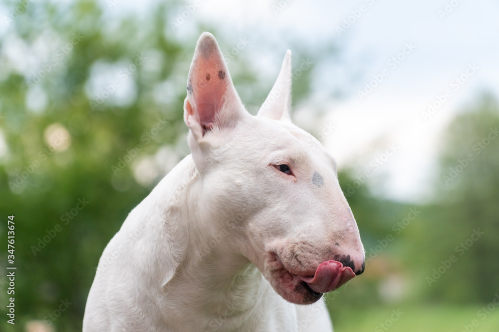 white bull terrier dog sticking tongue out funny portrait