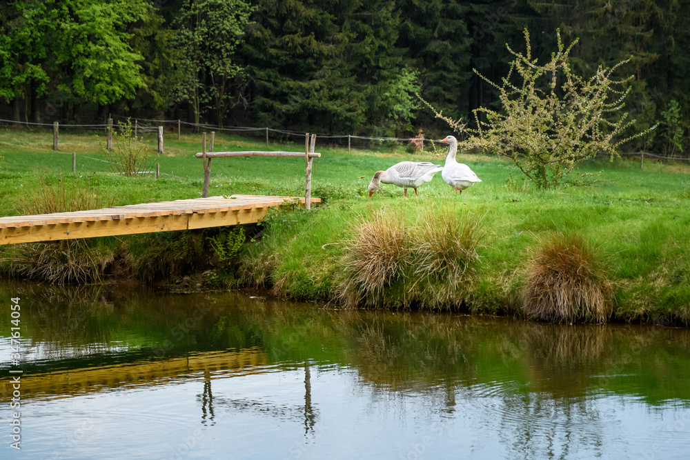 Gänse am Teich mit Brücke StockFoto Adobe Stock