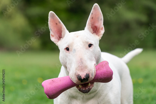 Print op canvas Playful white bull terrier dog with pink toy, funny portrait