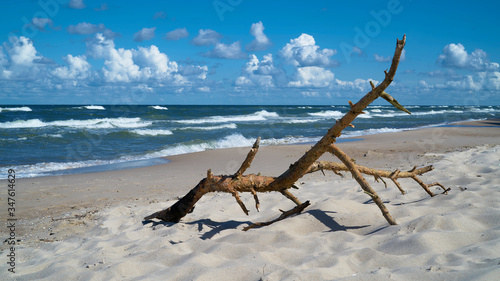 Treibgut am Strand der polnischen Ostseek  ste bei Rewal