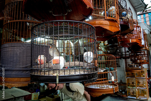 Bird sits in cage at a market