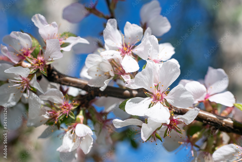 Blooming felt cherries in the garden, selective focus. Blooming felt cherries in the garden, selective focus.