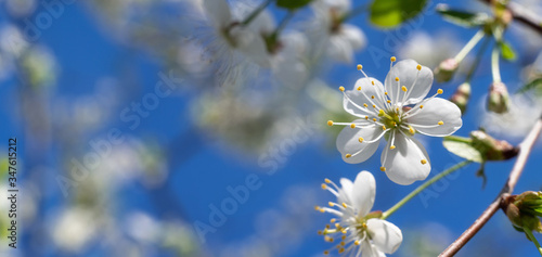 Obraz na plátně Bright white plum blossom in the garden, background.